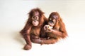 Two brown orangutan on smooth background