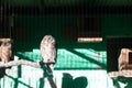 Two brown owls perching on the tree branch sleeping under morning sunlight in the zoo Royalty Free Stock Photo