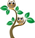 Two brown owls in a tree