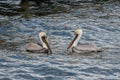 TWO BROWN PELICANS FACE TO FACE