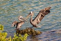 Two brown pelicans fighting over a fishing spot Royalty Free Stock Photo