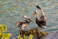 Two brown pelicans fighting over a fishing spot Royalty Free Stock Photo