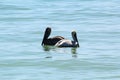 Two brown pelicans floating next to eachother in the ocean Royalty Free Stock Photo