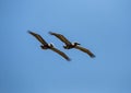 Two brown pelicans flying in a blue sky Royalty Free Stock Photo