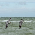 Two Brown Pelicans flying over water Royalty Free Stock Photo