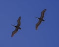 Two Brown Pelicans gliding in unison with a background of deep blue sky Royalty Free Stock Photo