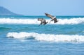 Two adult brown pelicans getting ready to dive into the ocean
