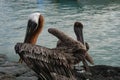 Two Galapgos brown pelicans or Pelecanus occidentalis drying their open wings on the ocean rocks