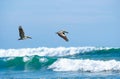 Brown pelicans flying over the ocean
