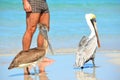 Two Brown Pelicans Pelecanus occidentalis walking on the beach among people in Varadero Cuba Royalty Free Stock Photo