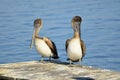 Two brown Pelicans Royalty Free Stock Photo