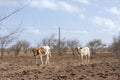 Two brown pied young cows, heifer, that walk outside the city of Praia, island of Santiago, Cape Verde, Cabo Verde Royalty Free Stock Photo