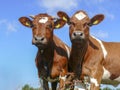 Two brown pied young cows, sisterly next to each other, one cow horned, between the flowering wild sorrel