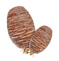 Two brown pinceone from tree park like decoration isolated