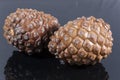 Two brown pine cone black glossy isolated Royalty Free Stock Photo