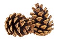 Two brown pine cones on a white background Royalty Free Stock Photo