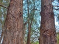 two brown pine trees next to each other