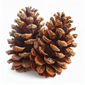 Two Brown Pinecones in Natural State on White Background Close Up Still Life Royalty Free Stock Photo