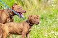 Two brown pit bull dogs on a leash in the park on a background of green grass Royalty Free Stock Photo