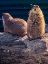 Two brown prairie dogs at zoo Royalty Free Stock Photo
