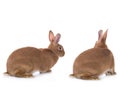 Two brown rabbits