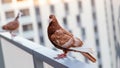 Two brown red pigeons on the balcony Royalty Free Stock Photo