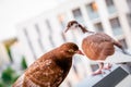 Two brown red pigeons on the balcony Royalty Free Stock Photo