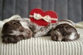 Two brown Russian spaniel puppy dog lying on couch with red heart gift box. Valentine day. Royalty Free Stock Photo