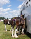 Two brown shire horses with ornate ribbons on manes and tails waiting next to horse box, vertical