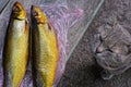 Two brown smoked herring fish on the table and gray cat Royalty Free Stock Photo