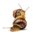 Two brown snails are isolated on a white background Royalty Free Stock Photo