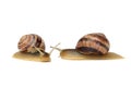 Two brown snails isolated on white background Royalty Free Stock Photo