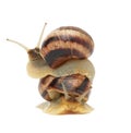 Two brown snails are isolated on a white background Royalty Free Stock Photo