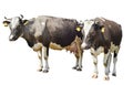 Two brown spotted cow isolated on a white Royalty Free Stock Photo