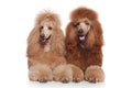 Two brown Standard Poodles