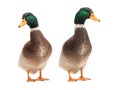 two brown standing beautiful white duck isolated on a white