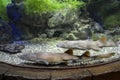 Two brown-striped cat sharks swim in the aquarium