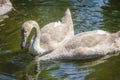 Two brown swans drinking water from a pond Royalty Free Stock Photo