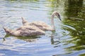 Two brown swans drinking water from a pond Royalty Free Stock Photo