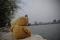 Two brown teddy bears so cute sitting on the rock looking to the city. Royalty Free Stock Photo
