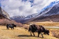 Two brown tibetan yaks in a pasture of snow mountains at Yading