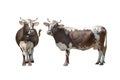 Two brown and white cow isolated on white background Royalty Free Stock Photo