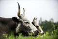 Two brown and white cows, bulls, horns, Nguni from Africa