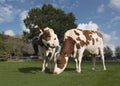 Two brown and white cows eating grass standing outside on a sunny day with a farm in the background Royalty Free Stock Photo