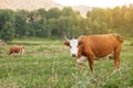 Two brown and white cows with horns on green grass graze in the meadow and eat. Farming and agriculture and milk production Royalty Free Stock Photo