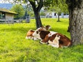 Two brown-white cows, sisterly next to each other Royalty Free Stock Photo