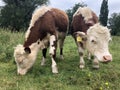 Two brown and white dairy cows grassing on a green pasture