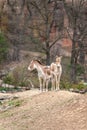 Two Kulan Equus Hemionus Kulan in zoo. Royalty Free Stock Photo