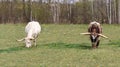 Two brown and white texas longhorn eating grass on meadow Royalty Free Stock Photo
