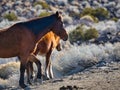 Two wild horses in Nevada waling through the desert Royalty Free Stock Photo